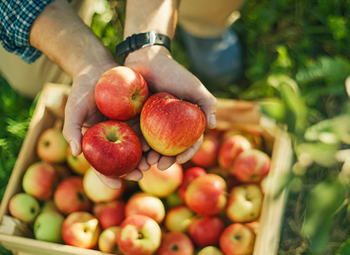 Rayner's Orchard & Warburton Valley Tour