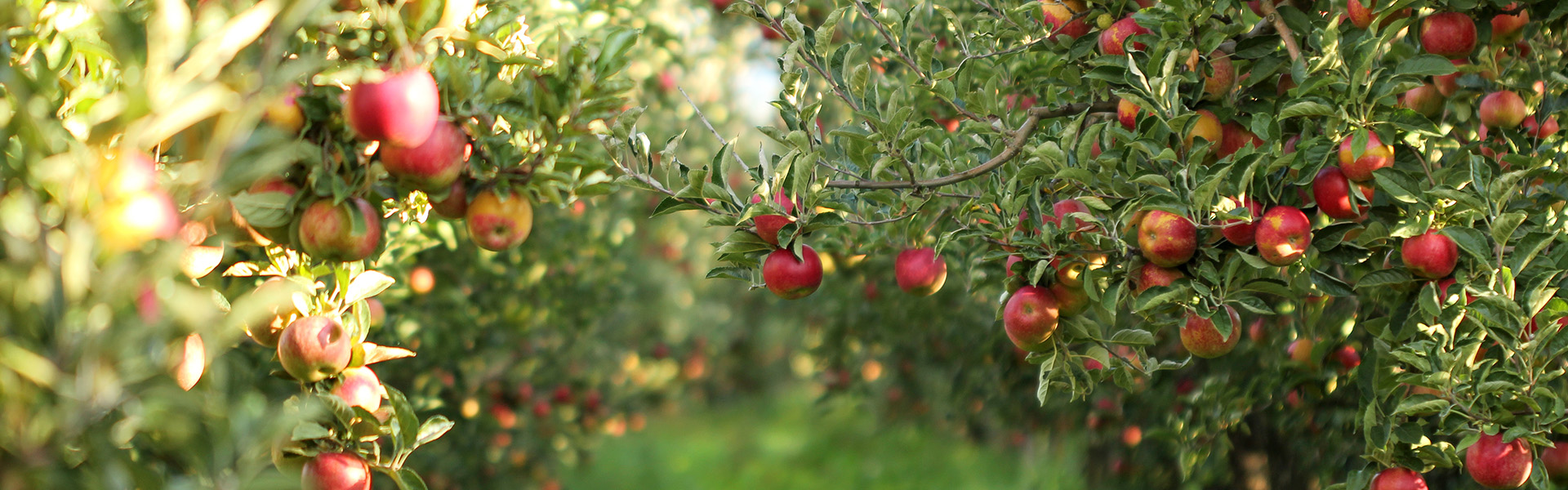 Guided Tour of Rayner's Orchard & Warburton Valley
